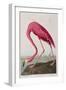 Illustration from 'Birds of America', 1827-38-John James Audubon-Framed Giclee Print