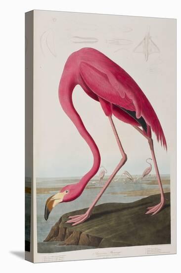 Illustration from 'Birds of America', 1827-38-John James Audubon-Stretched Canvas