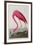 Illustration from 'Birds of America', 1827-38-John James Audubon-Framed Giclee Print