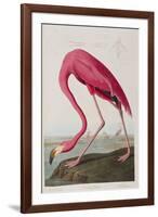 Illustration from 'Birds of America', 1827-38-John James Audubon-Framed Giclee Print