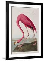 Illustration from 'Birds of America', 1827-38-John James Audubon-Framed Giclee Print