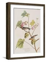 Illustration from 'Birds of America', 1827-38-John James Audubon-Framed Giclee Print