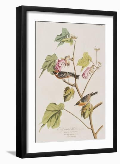 Illustration from 'Birds of America', 1827-38-John James Audubon-Framed Giclee Print