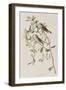 Illustration from 'Birds of America', 1827-38-John James Audubon-Framed Giclee Print