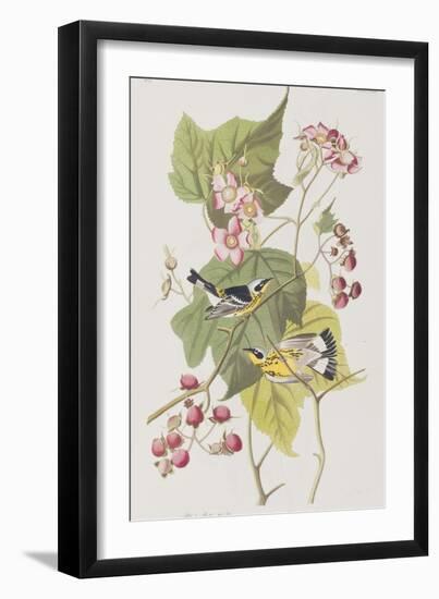 Illustration from 'Birds of America', 1827-38-John James Audubon-Framed Giclee Print