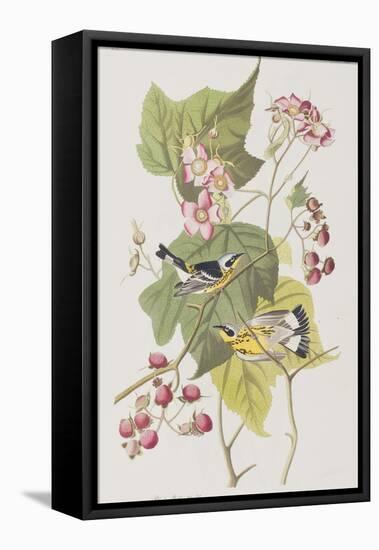 Illustration from 'Birds of America', 1827-38-John James Audubon-Framed Stretched Canvas