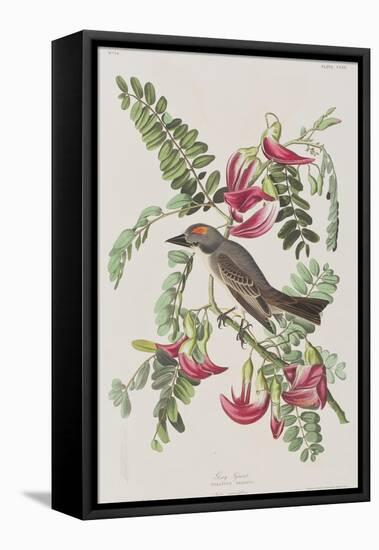 Illustration from 'Birds of America', 1827-38-John James Audubon-Framed Stretched Canvas