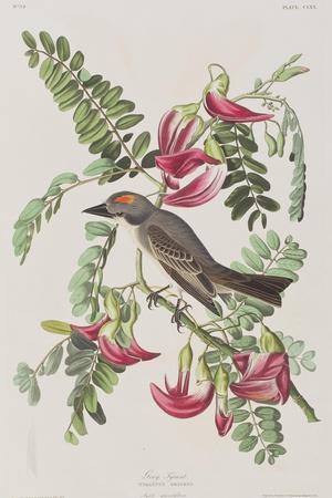 https://imgc.allpostersimages.com/img/posters/illustration-from-birds-of-america-1827-38_u-L-Q1HOK7V0.jpg?artPerspective=n