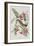 Illustration from 'Birds of America', 1827-38-John James Audubon-Framed Giclee Print