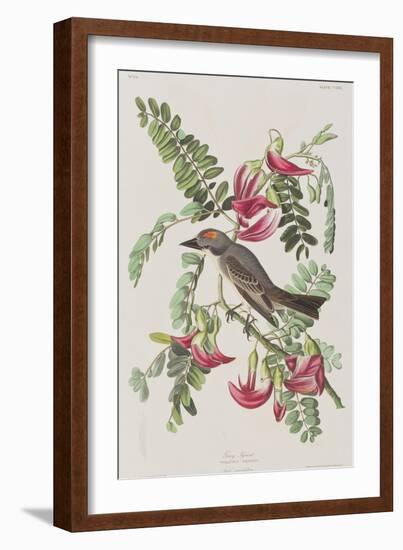 Illustration from 'Birds of America', 1827-38-John James Audubon-Framed Giclee Print