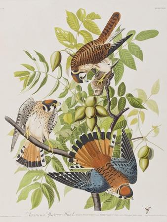 https://imgc.allpostersimages.com/img/posters/illustration-from-birds-of-america-1827-38_u-L-Q1HOK830.jpg?artPerspective=n