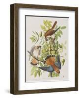 Illustration from 'Birds of America', 1827-38-John James Audubon-Framed Giclee Print