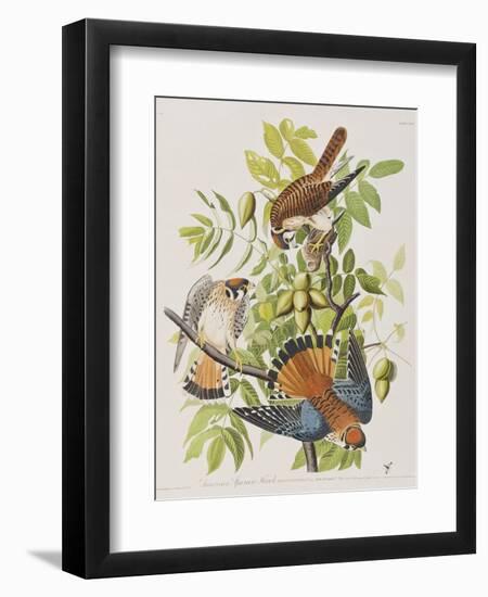 Illustration from 'Birds of America', 1827-38-John James Audubon-Framed Giclee Print