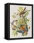 Illustration from 'Birds of America', 1827-38-John James Audubon-Framed Stretched Canvas