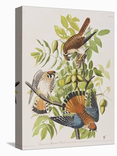 Illustration from 'Birds of America', 1827-38-John James Audubon-Stretched Canvas