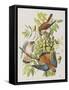 Illustration from 'Birds of America', 1827-38-John James Audubon-Framed Stretched Canvas