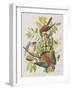 Illustration from 'Birds of America', 1827-38-John James Audubon-Framed Giclee Print