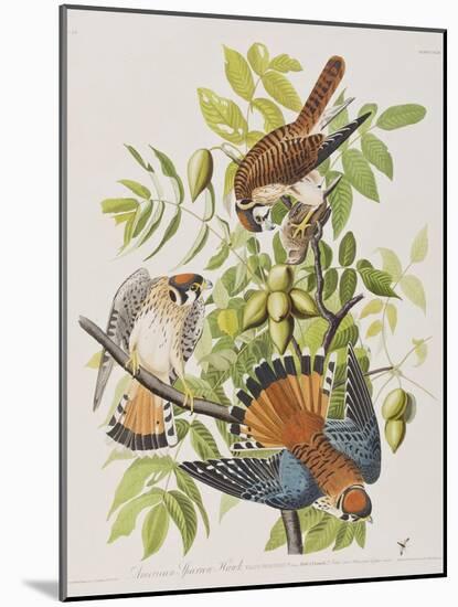 Illustration from 'Birds of America', 1827-38-John James Audubon-Mounted Giclee Print