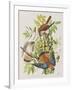 Illustration from 'Birds of America', 1827-38-John James Audubon-Framed Giclee Print