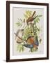 Illustration from 'Birds of America', 1827-38-John James Audubon-Framed Giclee Print