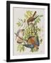 Illustration from 'Birds of America', 1827-38-John James Audubon-Framed Giclee Print