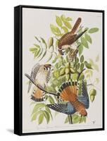 Illustration from 'Birds of America', 1827-38-John James Audubon-Framed Stretched Canvas