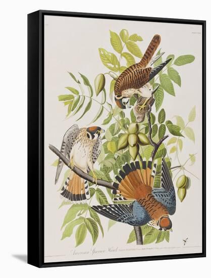 Illustration from 'Birds of America', 1827-38-John James Audubon-Framed Stretched Canvas