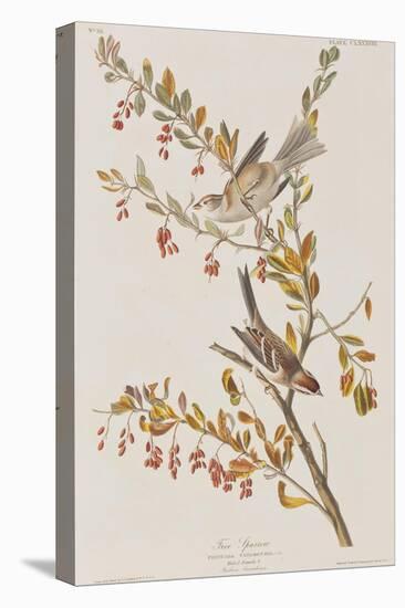 Illustration from 'Birds of America', 1827-38-John James Audubon-Stretched Canvas