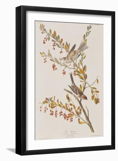 Illustration from 'Birds of America', 1827-38-John James Audubon-Framed Giclee Print