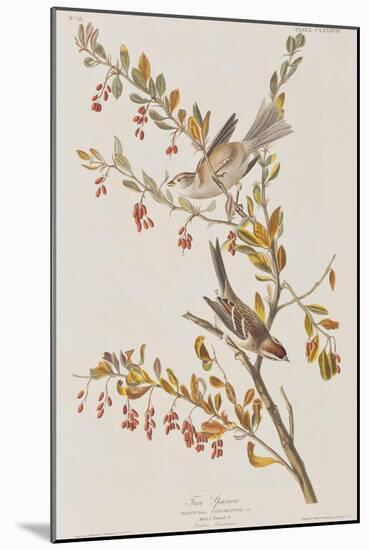 Illustration from 'Birds of America', 1827-38-John James Audubon-Mounted Giclee Print