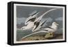 Illustration from 'Birds of America', 1827-38-John James Audubon-Framed Stretched Canvas