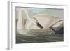 Illustration from 'Birds of America', 1827-38-John James Audubon-Framed Giclee Print