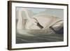 Illustration from 'Birds of America', 1827-38-John James Audubon-Framed Giclee Print