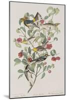 Illustration from 'Birds of America', 1827-38-John James Audubon-Mounted Giclee Print