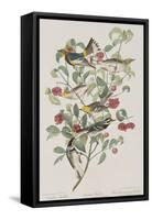 Illustration from 'Birds of America', 1827-38-John James Audubon-Framed Stretched Canvas