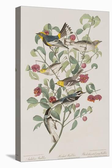 Illustration from 'Birds of America', 1827-38-John James Audubon-Stretched Canvas