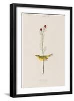 Illustration from 'Birds of America', 1827-38-John James Audubon-Framed Giclee Print