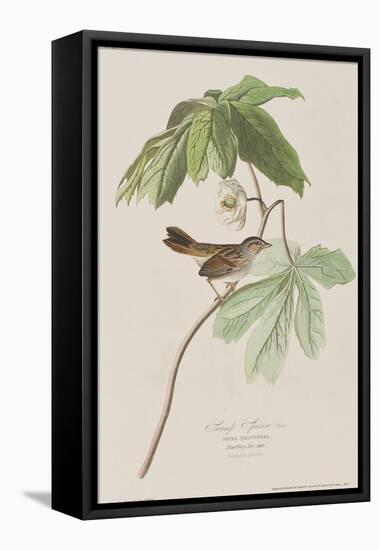 Illustration from 'Birds of America', 1827-38-John James Audubon-Framed Stretched Canvas