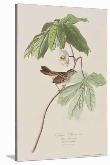 Illustration from 'Birds of America', 1827-38-John James Audubon-Stretched Canvas