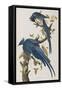 Illustration from 'Birds of America', 1827-38-John James Audubon-Framed Stretched Canvas