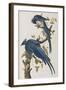 Illustration from 'Birds of America', 1827-38-John James Audubon-Framed Giclee Print