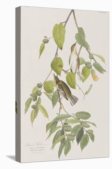 Illustration from 'Birds of America', 1827-38-John James Audubon-Stretched Canvas