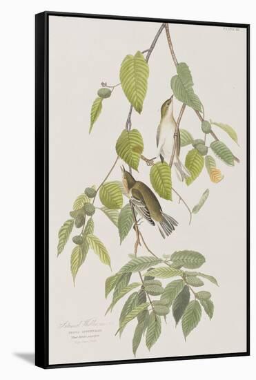 Illustration from 'Birds of America', 1827-38-John James Audubon-Framed Stretched Canvas