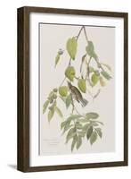 Illustration from 'Birds of America', 1827-38-John James Audubon-Framed Giclee Print