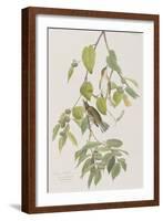 Illustration from 'Birds of America', 1827-38-John James Audubon-Framed Giclee Print