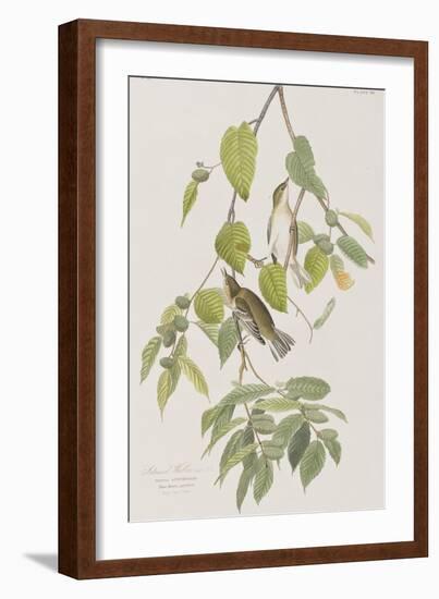 Illustration from 'Birds of America', 1827-38-John James Audubon-Framed Giclee Print