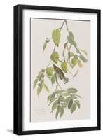 Illustration from 'Birds of America', 1827-38-John James Audubon-Framed Giclee Print