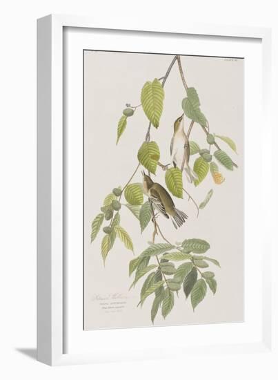 Illustration from 'Birds of America', 1827-38-John James Audubon-Framed Giclee Print