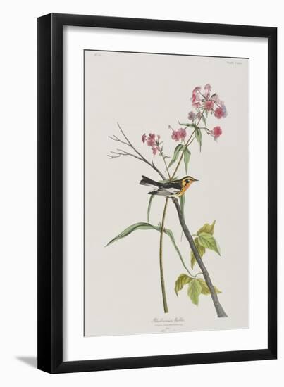 Illustration from 'Birds of America', 1827-38-John James Audubon-Framed Giclee Print