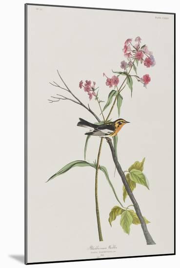 Illustration from 'Birds of America', 1827-38-John James Audubon-Mounted Giclee Print